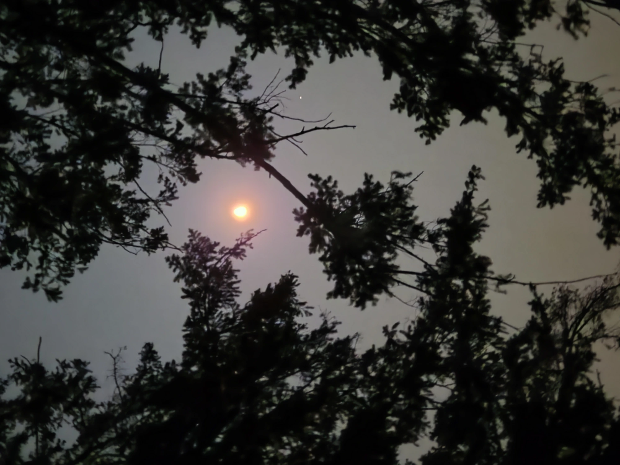 Landscape photograph of the moon seen through tree branches with a small bright light flagged by the Perceiver at approximately the four-o'clock position relative to the moon — a second star-mimic candidate awaiting zoom study